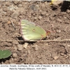 colias aurorina female2b